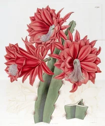 Disocactus×hybridus &39;brick&39;